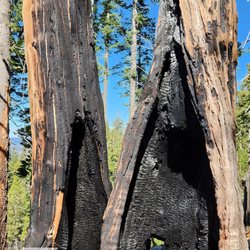 Mariposa Grove of Giant Sequoias - 2025 May 12: Mariposa Grove Perimeter Trail and Biledo Meadow Trail