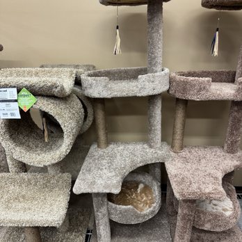 Pet Food Express - Cat towers - Pet Stores Near Me - San Jose, California