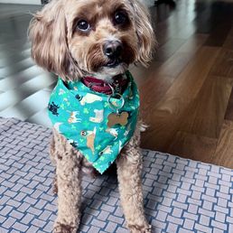 Cheeto after his grooming appointment! Feeling happy, fresh & CLEAN!! Cheeto after his grooming appointment! Feeling happy, fresh & CLEAN!!