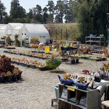 Simply Succulent - Nurseries & Gardening Near Me - Fort Bragg, California