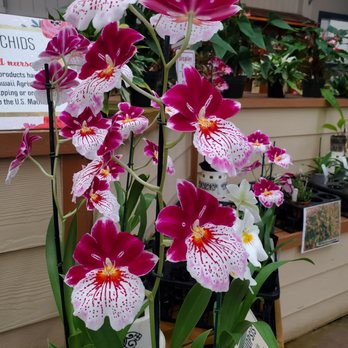 Akatsuka Orchid Gardens - Flowers & Gifts Near Me - Volcano, Hawaii