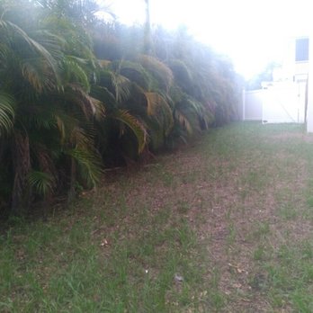 Tree and Palm Service - Before- overgrown palm jungle taking over most of our yard - Tree Services Near Me - Clearwater, Florida Tree and Palm Service - Before- overgrown palm jungle taking over most of our yard - Tree Services Near Me - Clearwater, Florida