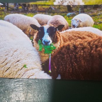 Maple Bank Farm - Sheep - Pick Your Own Farms Near Me - Roxbury, Connecticut