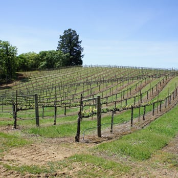 BobDog Winery - Wineries Near Me - Cloverdale, California