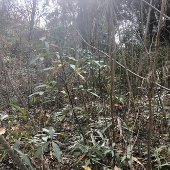 West Georgia Landscape - Before cutting - Landscaping Near Me