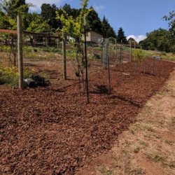 Proper T Facelift - Yard after weeding and barkdust
