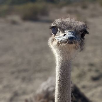 Ostrichland USA - Hello, more pellets?? - Attraction Farms Near Me - Solvang, California Ostrichland USA - Hello, more pellets?? - Attraction Farms Near Me - Solvang, California