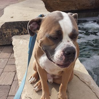 Peak Dog Training - Pet Training Near Me Peak Dog Training - Pet Training Near Me