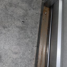 Rat feces Rat feces