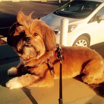 Café Le Groom - Such a great job Bonnie always does on my lil guy! - Pet Groomers Near Me - El Cajon, California Café Le Groom - Such a great job Bonnie always does on my lil guy! - Pet Groomers Near Me - El Cajon, California
