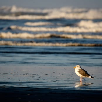 Hi-Tide Ocean Beach Resort - Hotels Near Me - Moclips, Washington Hi-Tide Ocean Beach Resort - Hotels Near Me - Moclips, Washington