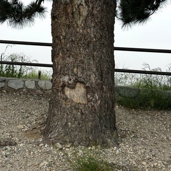 North Etiwanda Preserve - Heart in the tree! - Hiking Near Me - Rancho Cucamonga, California