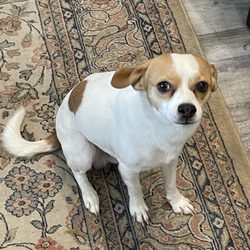 Bark'n Beauties Pet Grooming - Biscuit