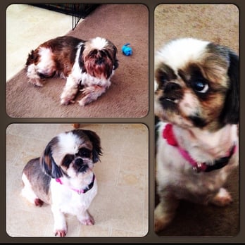 Dog's Day Out - Top Left (Before) Bottom & Right are After! She looks like a different dog :-) - Pet Groomers Near Me - Manteca, California