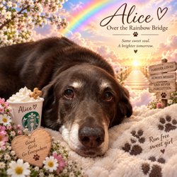 DFW Labrador Retriever Rescue
