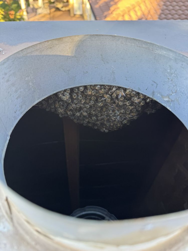 Honey Bee Joe - beekeeping in Temecula, CA