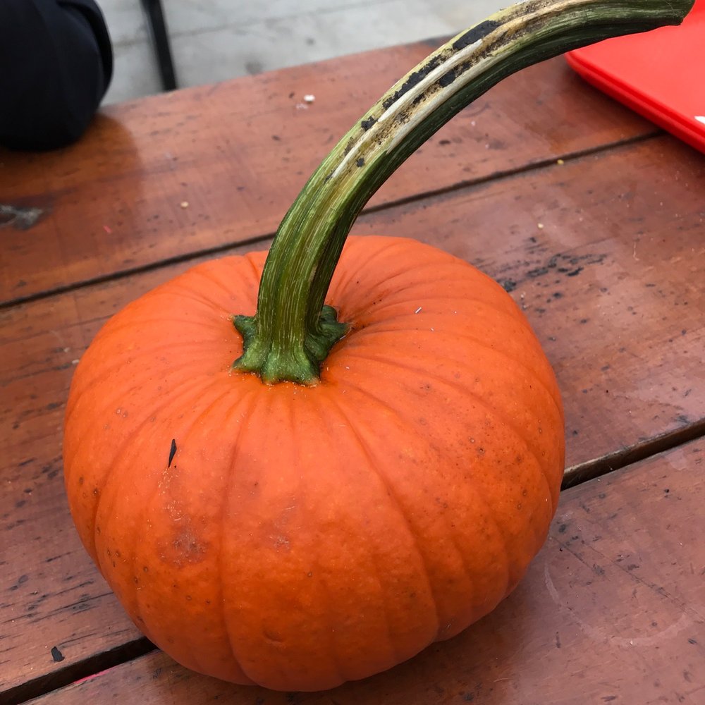 Goebbert's Farm - Pumpkin Patches Near Me - Pingree Grove, Illinois Goebbert's Farm - Pumpkin Patches Near Me - Pingree Grove, Illinois
