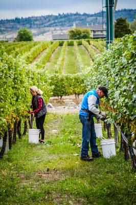 vinAmité Cellars - Winery and Wine Lounge by null