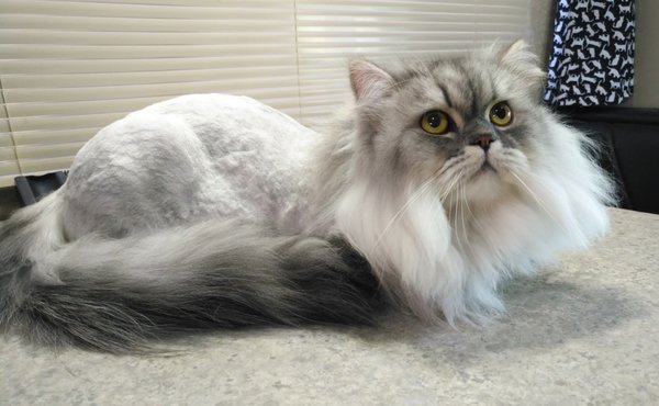 kitty a go go cat grooming