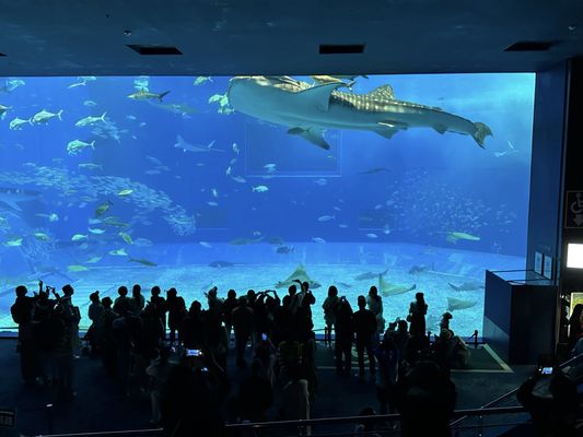 Okinawa Churaumi Aquarium by null