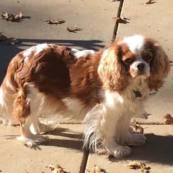 Rocky Rose Cavaliers - Pet Breeders Near Me Rocky Rose Cavaliers - Pet Breeders Near Me