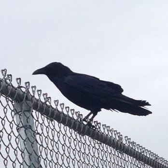 Santa Ana River Trail - "Corvus corvax: common raven, smartest of all birds. Raaaaare in these parts." -Ace Ventura - Hiking Near Me - Orange, California Santa Ana River Trail - "Corvus corvax: common raven, smartest of all birds. Raaaaare in these parts." -Ace Ventura - Hiking Near Me - Orange, California