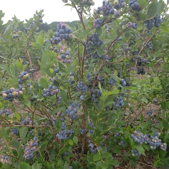 Gold Barn Blueberries - Pick Your Own Farms Near Me - Holland, Michigan Gold Barn Blueberries - Pick Your Own Farms Near Me - Holland, Michigan