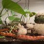 Photo of 401 Reptiles