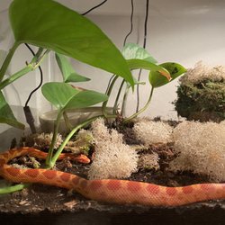 401 Reptiles