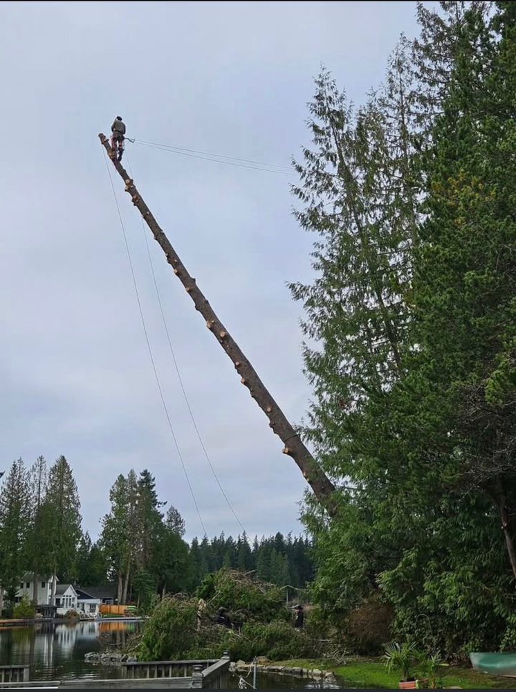MTS Tree & Landscape - tree service in Issaquah, WA