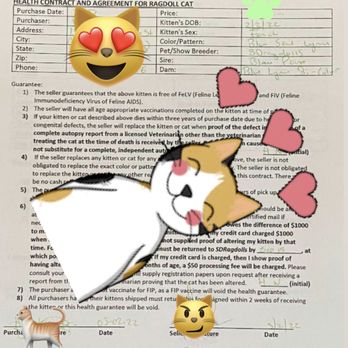 SD Ragdolls - you can't trust all your info this days but at least it's proof of how trustworthy Giancarlo is as a business person. - Pet Breeders Near Me - Beverly Hills, California SD Ragdolls - you can't trust all your info this days but at least it's proof of how trustworthy Giancarlo is as a business person. - Pet Breeders Near Me - Beverly Hills, California