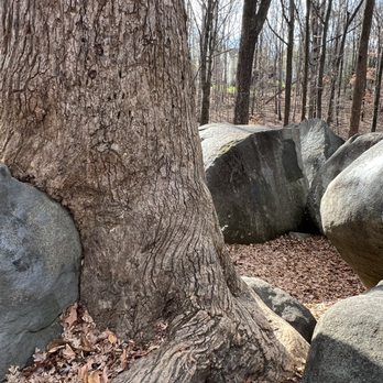 Big Rock Nature Preserve - Tree adapting to big rock. - Parks Near Me - Charlotte, North Carolina