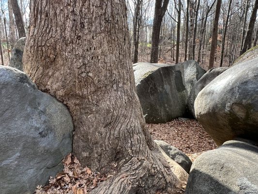 Big Rock Nature Preserve by null