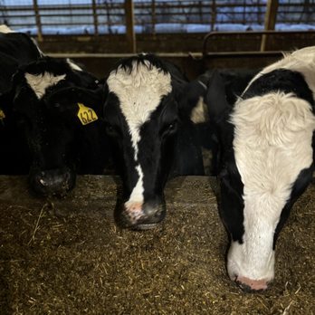 Brunton Dairy - two cows in a barn - Specialty Food Near Me - Aliquippa, Pennsylvania Brunton Dairy - two cows in a barn - Specialty Food Near Me - Aliquippa, Pennsylvania