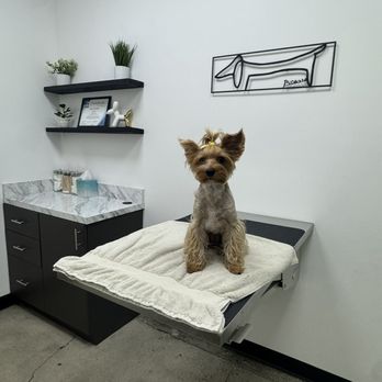 Sunset Veterinary Center - Harley patiently waiting - Veterinarians Near Me - Diamond Bar, California