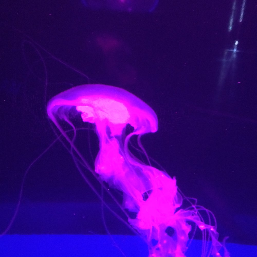 Manila Ocean Park - Aquariums Near Me - Manila, NCR Manila Ocean Park - Aquariums Near Me - Manila, NCR