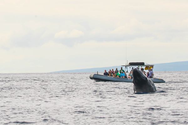Hawaii Ocean Rafting Whale Watch and Snorkel by null