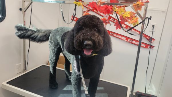 Recent Full grooms and bath services - Different breeds have different needs! Book your furry friends' next specialized grooming appointment now! Recent Full grooms and bath services - Different breeds have different needs! Book your furry friends' next specialized grooming appointment now!