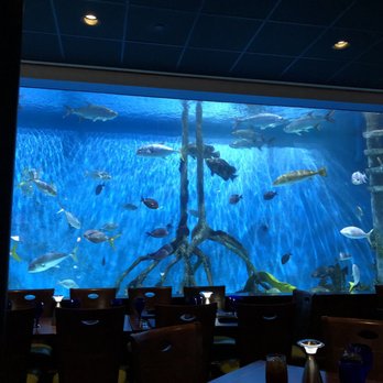 RumFish Grill - View or the aquarium - Seafood Near Me - St Pete Beach, Florida RumFish Grill - View or the aquarium - Seafood Near Me - St Pete Beach, Florida