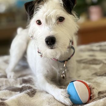 Paw Commons - Olive - Pet Sitting Near Me - San Diego, California Paw Commons - Olive - Pet Sitting Near Me - San Diego, California
