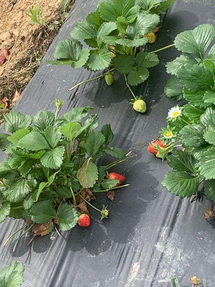 COTTLE STRAWBERRY FARM Updated May 2024 32 Photos & 20 Reviews