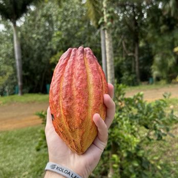 Lydgate Farms - Cacao Fruit - Botanical Gardens Near Me - Kapaa, Hawaii Lydgate Farms - Cacao Fruit - Botanical Gardens Near Me - Kapaa, Hawaii