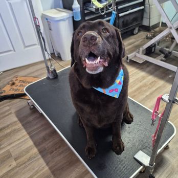 Jazmins Grooms and Designs - Pet Groomers Near Me - Billings, Montana Jazmins Grooms and Designs - Pet Groomers Near Me - Billings, Montana