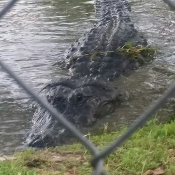 Kliebert & Son's Gator Tours - Tours Near Me - Ponchatoula, Louisiana Kliebert & Son's Gator Tours - Tours Near Me - Ponchatoula, Louisiana