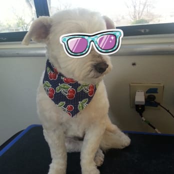 Designer Dogs - Chiquita is ready for summer with her new haircut from Designer Dogs - Pet Groomers Near Me Designer Dogs - Chiquita is ready for summer with her new haircut from Designer Dogs - Pet Groomers Near Me