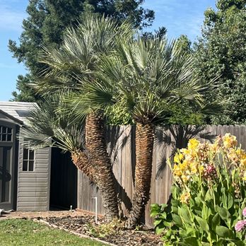 J Donis Tree Service - Tree Services Near Me J Donis Tree Service - Tree Services Near Me