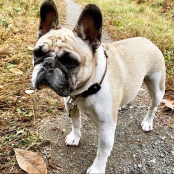 Suburban Paws - Dog Walkers Near Me Suburban Paws - Dog Walkers Near Me