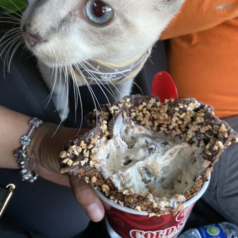 Cold Stone Creamery - a cat eating ice cream - Ice Cream & Frozen Yogurt Near Me - Cerritos, California