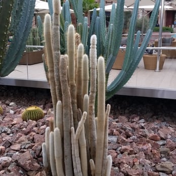 El Paseo Shopping District - Cactus - Shopping Centers Near Me - Palm Desert, California