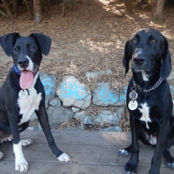 Hooker's Hounds - Puppy Connor and Landon - Dog Walkers Near Me - San Francisco, California Hooker's Hounds - Puppy Connor and Landon - Dog Walkers Near Me - San Francisco, California